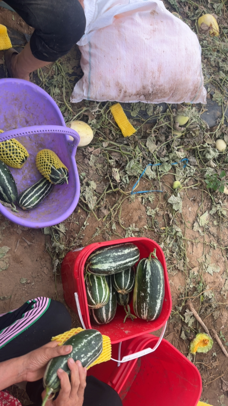 博洋9号陕西渭南产地直发，一手货源视频看货对接全国