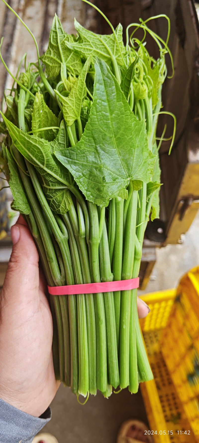 佛手瓜苗