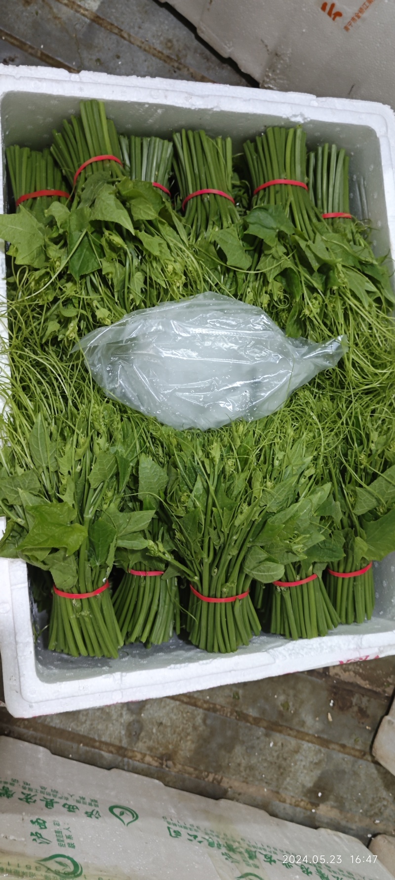佛手瓜苗
