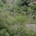 野生连翘