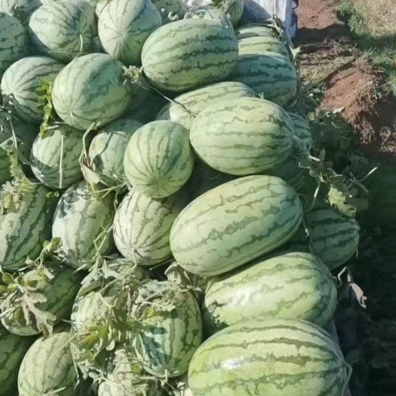 金花一号金城5西瓜产地货量大从优可视频看货基地供应