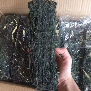 精品海带苗品质好价格优货量足对接各大商超老板