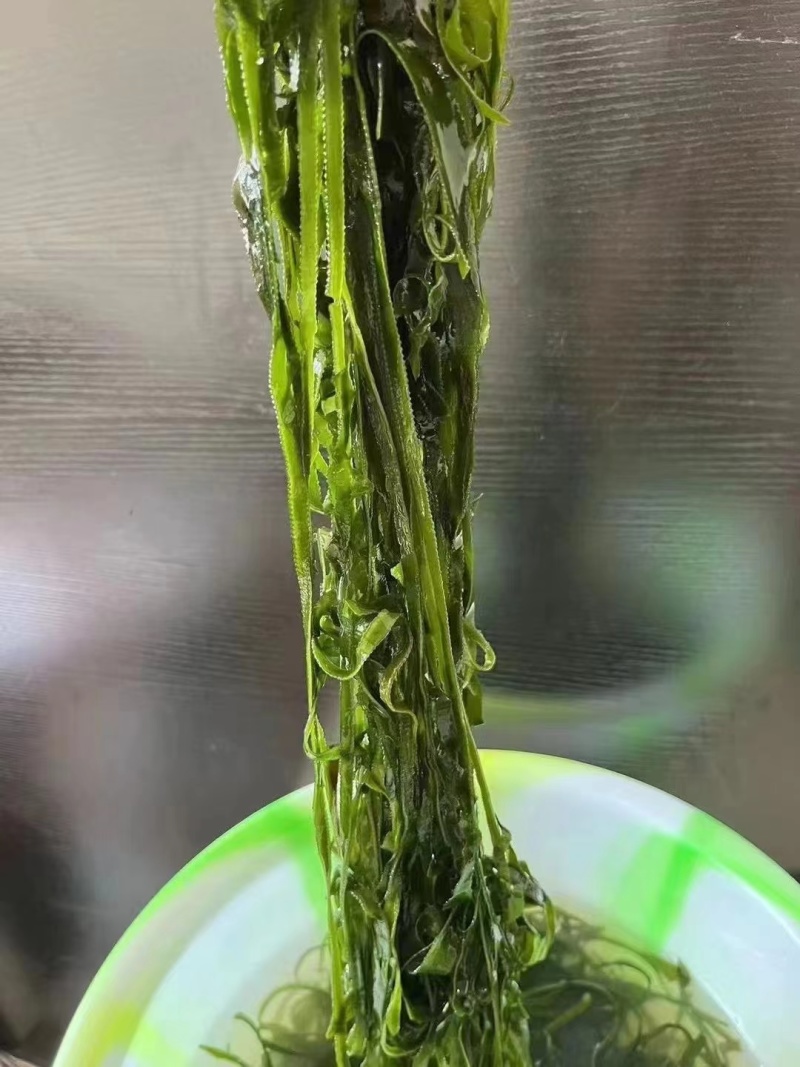 精品海带苗品质好价格优货量足对接各大商超老板