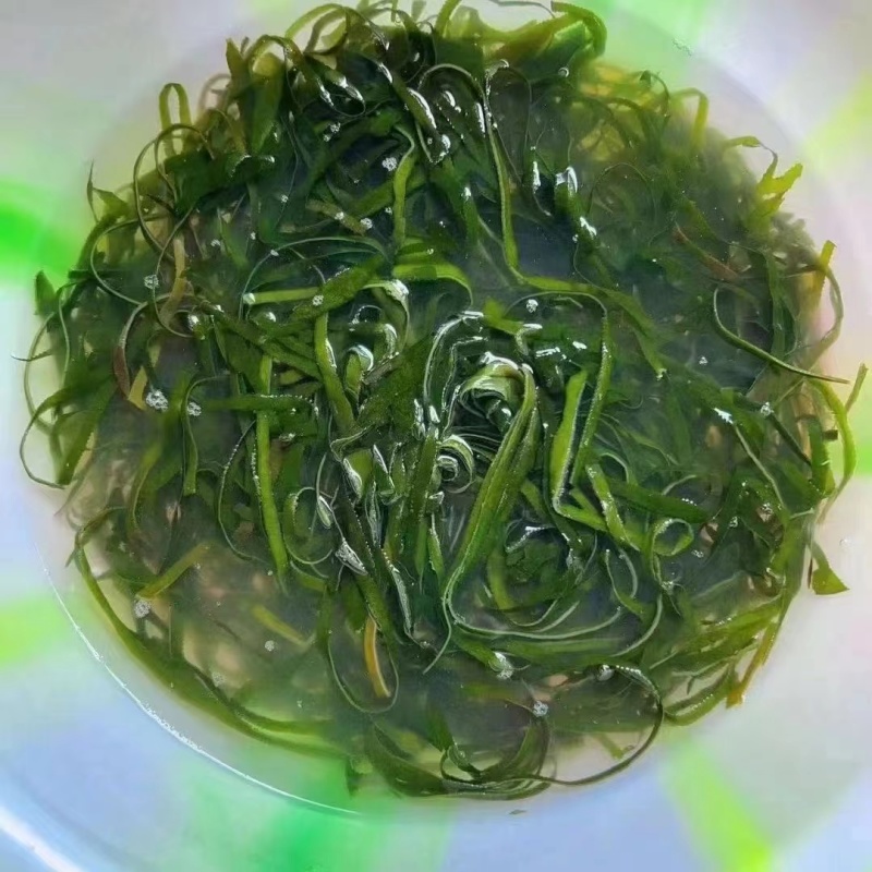 精品海带苗品质好价格优货量足对接各大商超老板