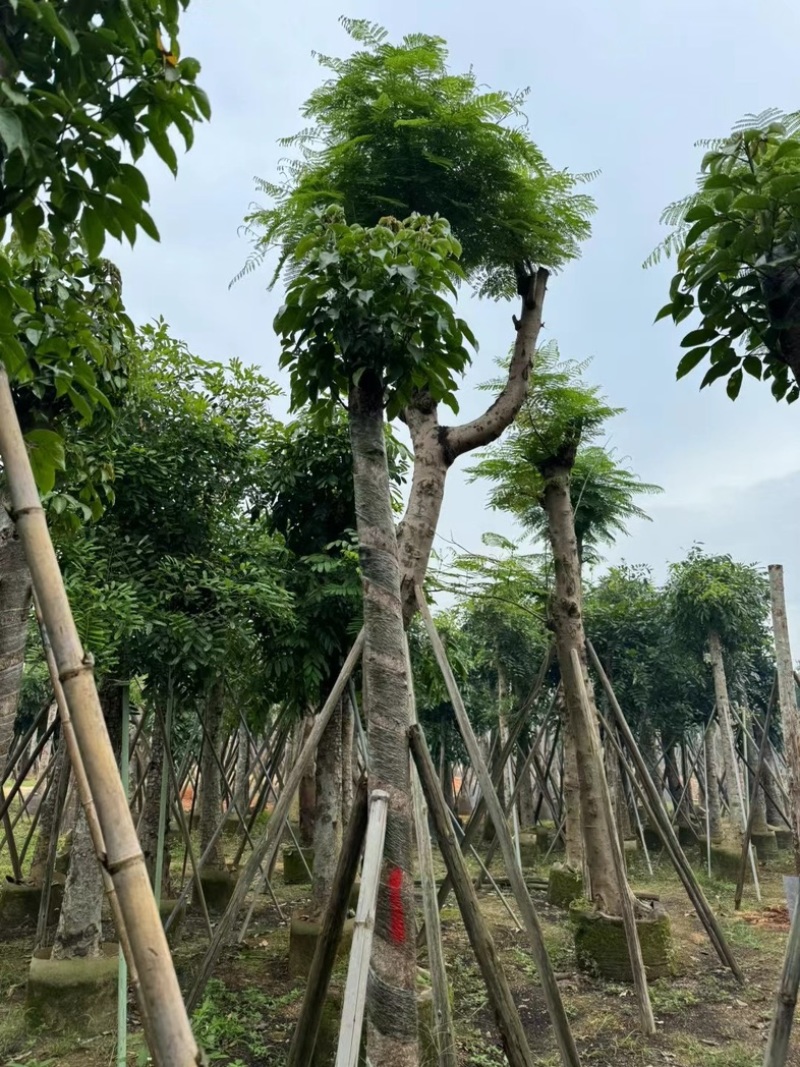 秋枫12～15公分基地直销规格齐全欢迎老板来电咨询