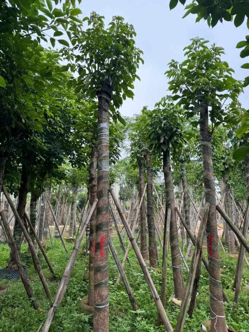 秋枫12～15公分基地直销规格齐全欢迎老板来电咨询