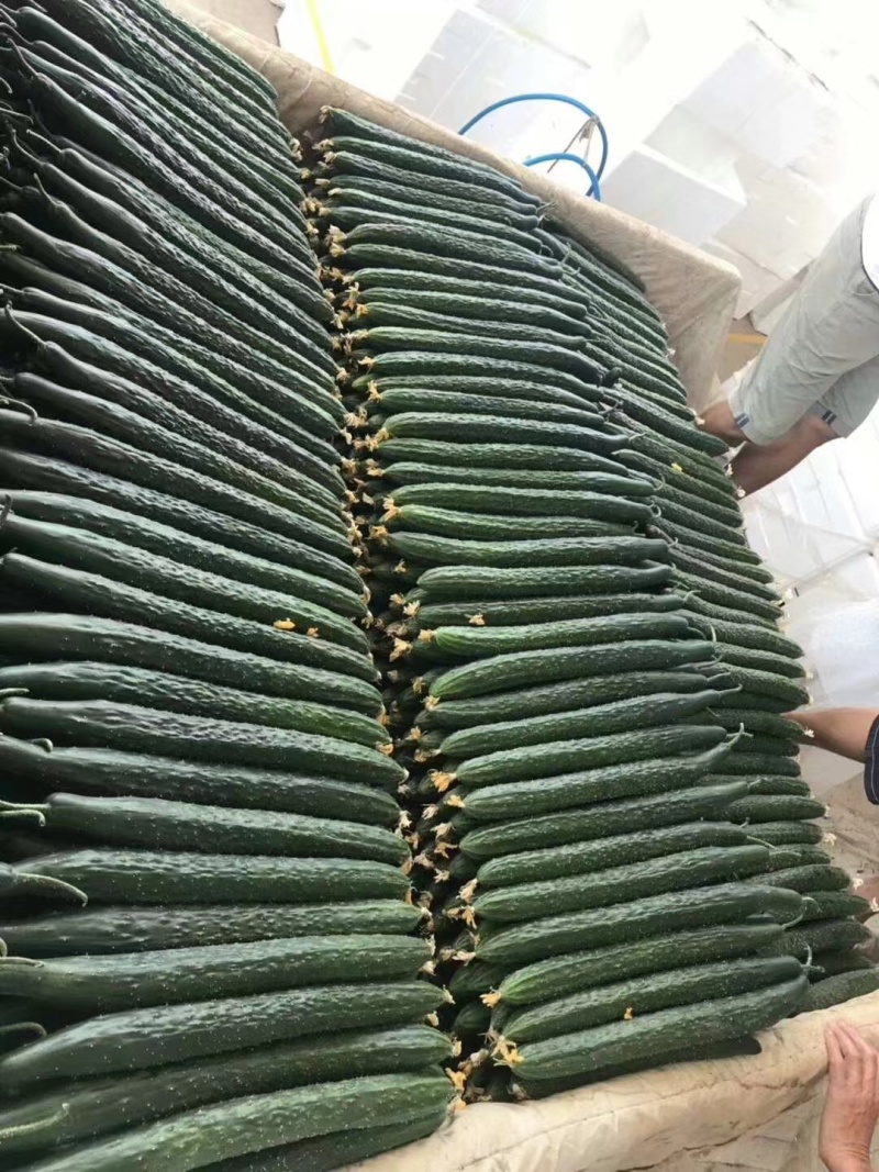 云南黄瓜大量上市，产地直发，一手货源，对接市场超市电商