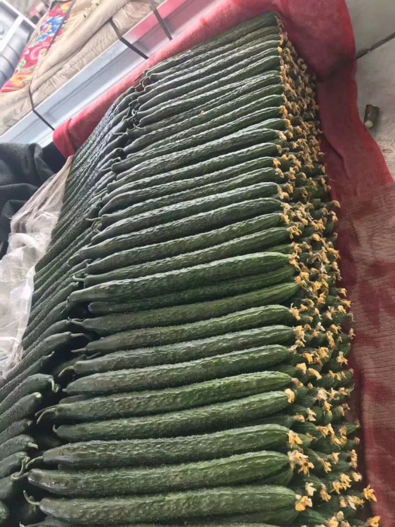 云南黄瓜大量上市，产地直发，一手货源，对接市场超市电商