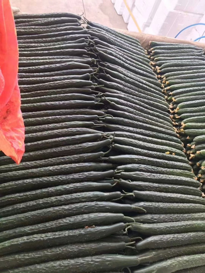 云南黄瓜大量上市，产地直发，一手货源，对接市场超市电商