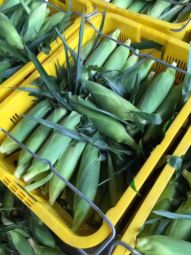 云南红河玉米大量上市，香甜软糯，欢迎各位采购商实地走货