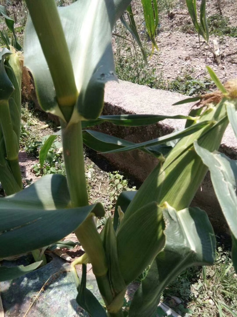云南红河玉米大量上市，香甜软糯，欢迎各位采购商实地走货