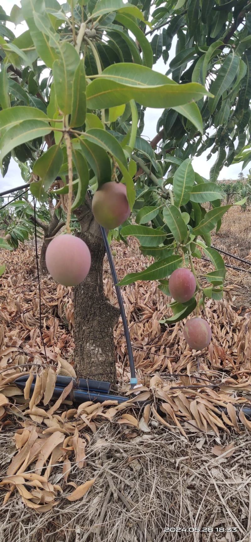 华坪芒果上市了热农芒果产地直发量大从优欢迎来电咨询