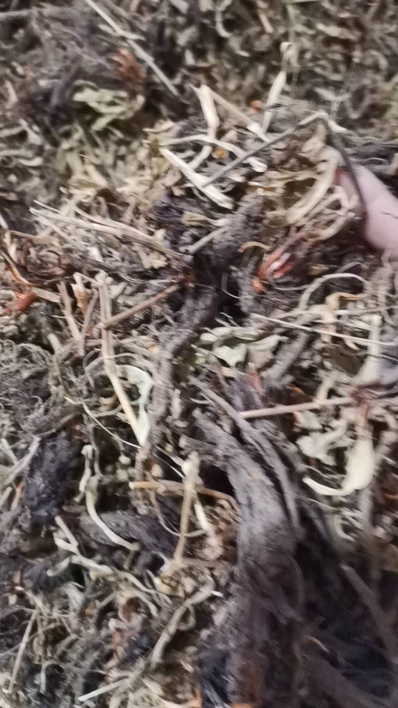 甘松，中药材批发零售甘松