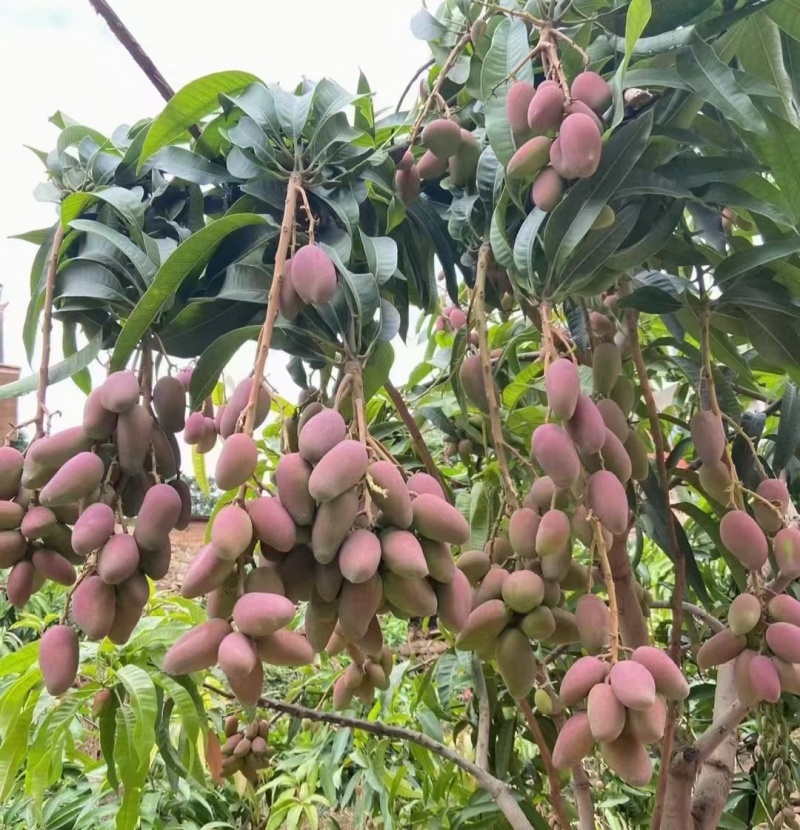 贵妃芒高颜值核薄肉甜口感Q弹