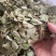 金钱草