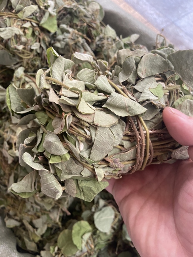 金钱草