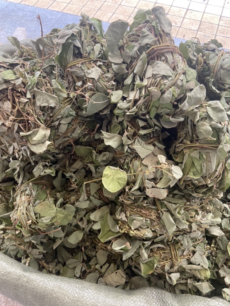 金钱草