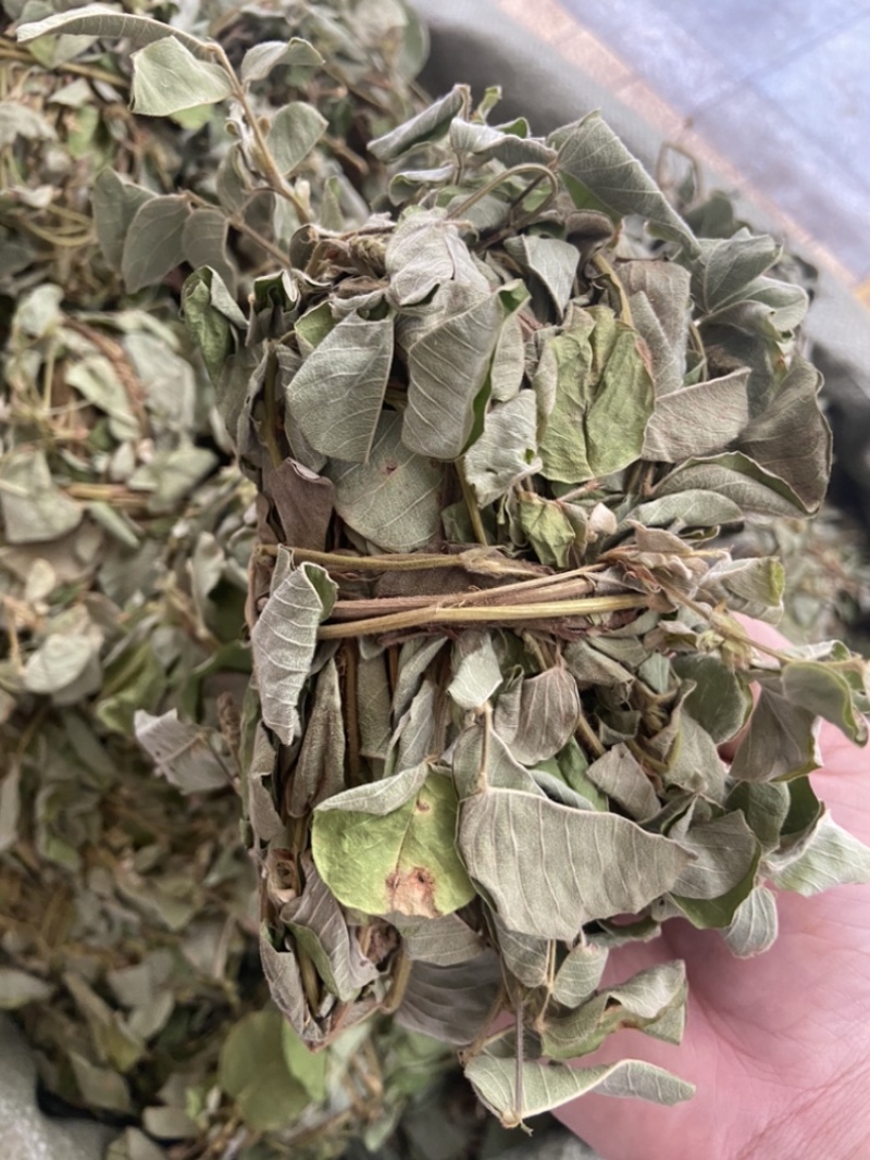 金钱草