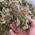 金钱草