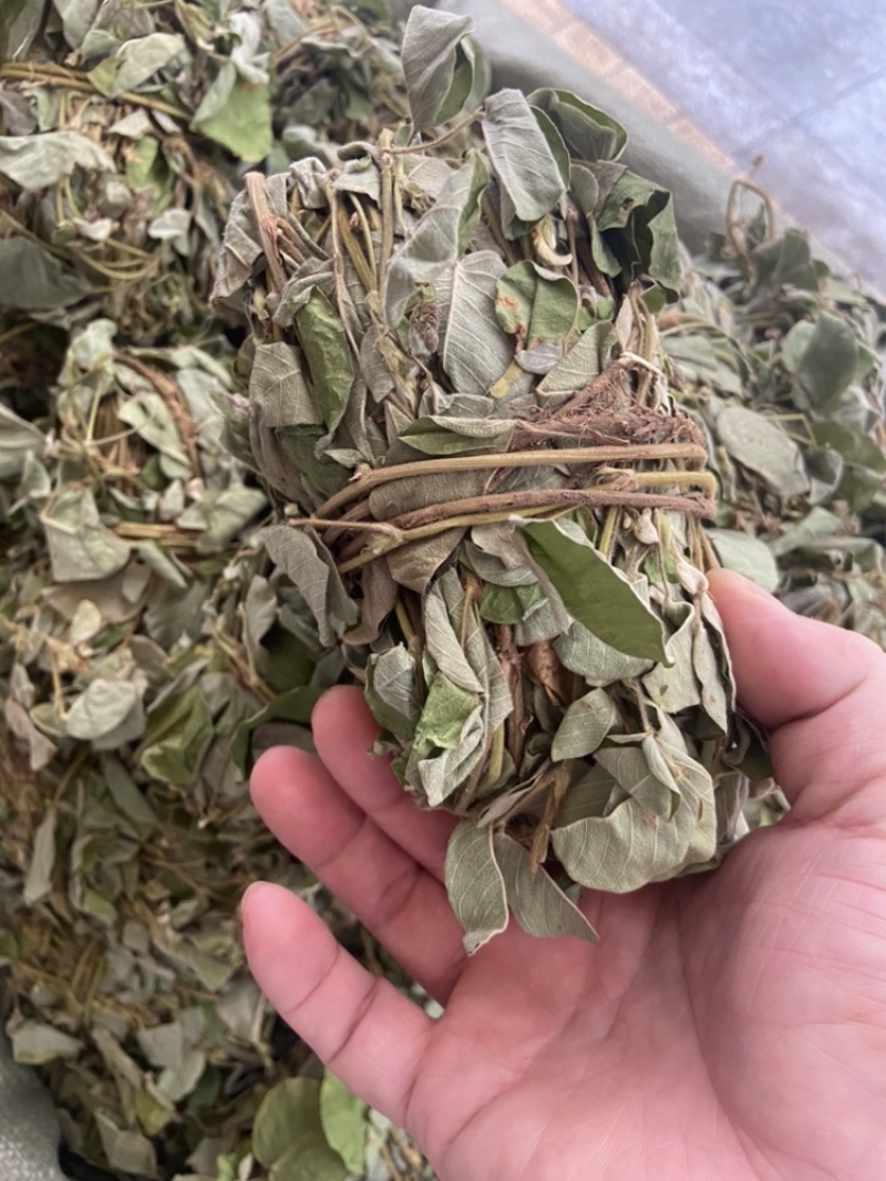 金钱草