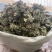 金钱草