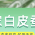 包邮白皮干蚕豆5斤农家生的蚕豆新鲜干货馋胡豆可发大蚕豆芽