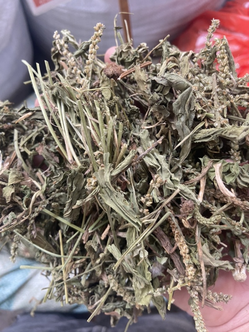 车前草