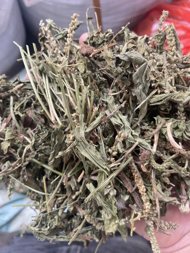 车前草