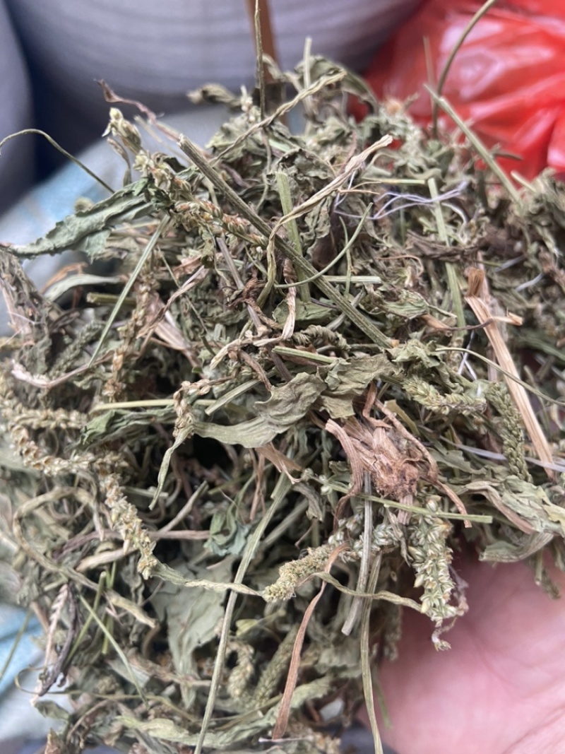 车前草