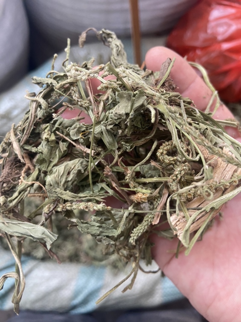 车前草