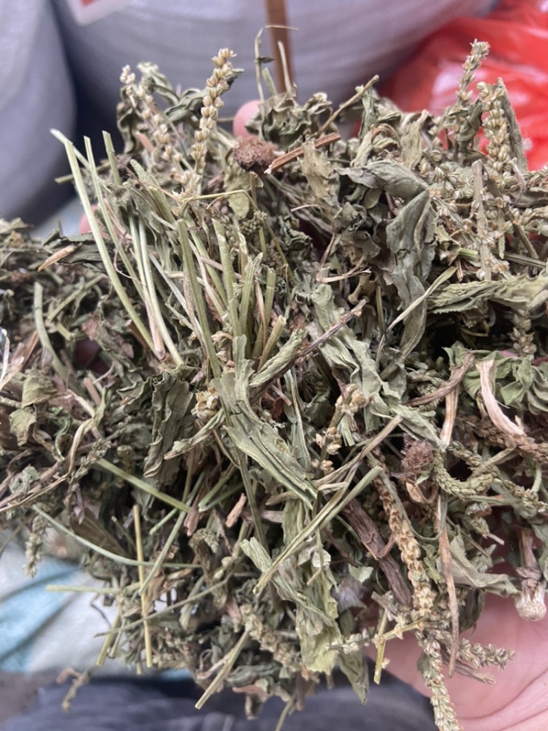 车前草