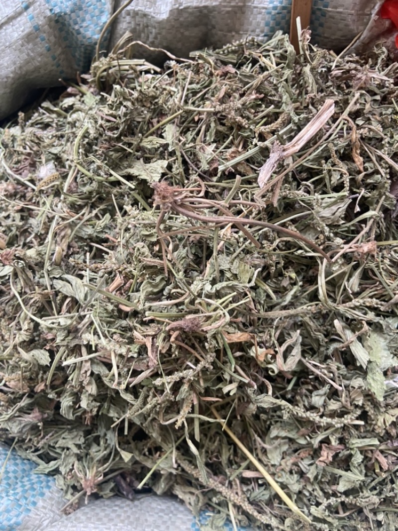 车前草