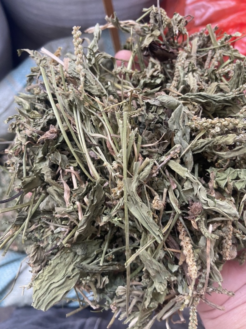 车前草