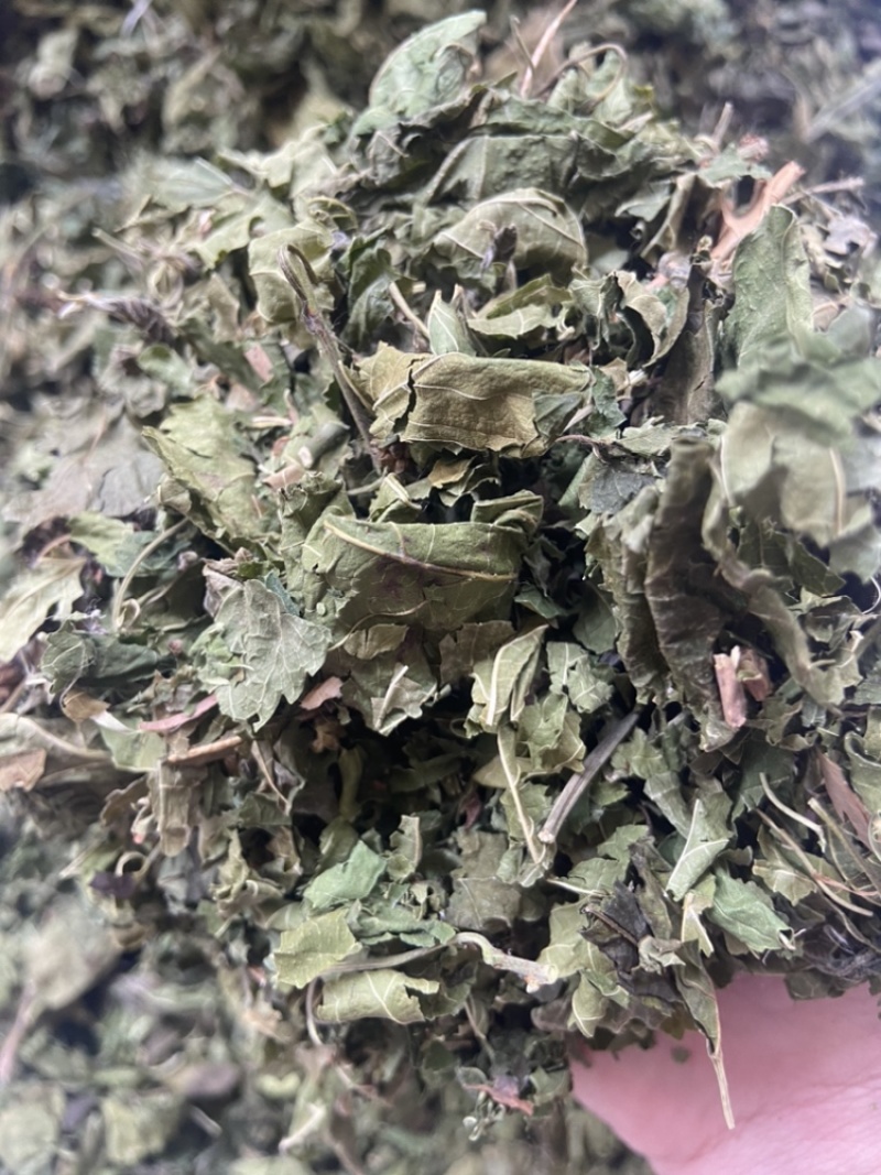 桑叶