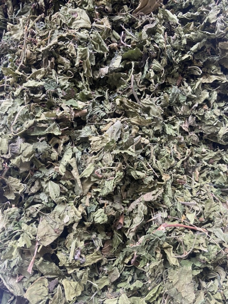 桑叶