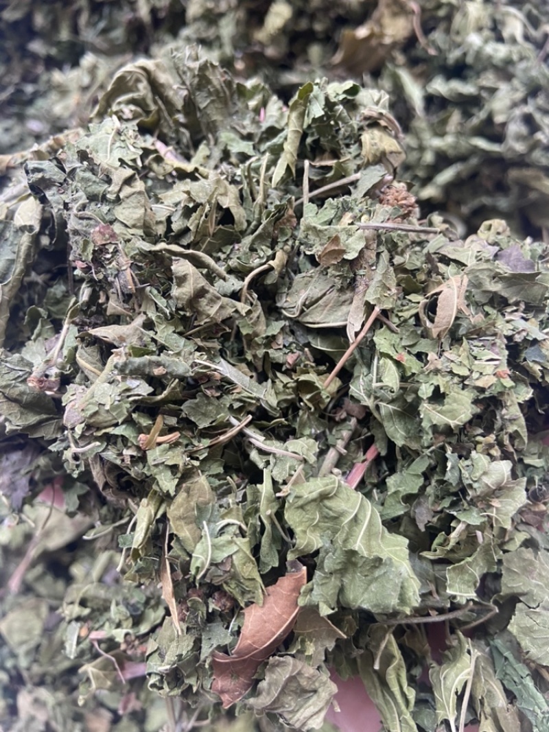 桑叶
