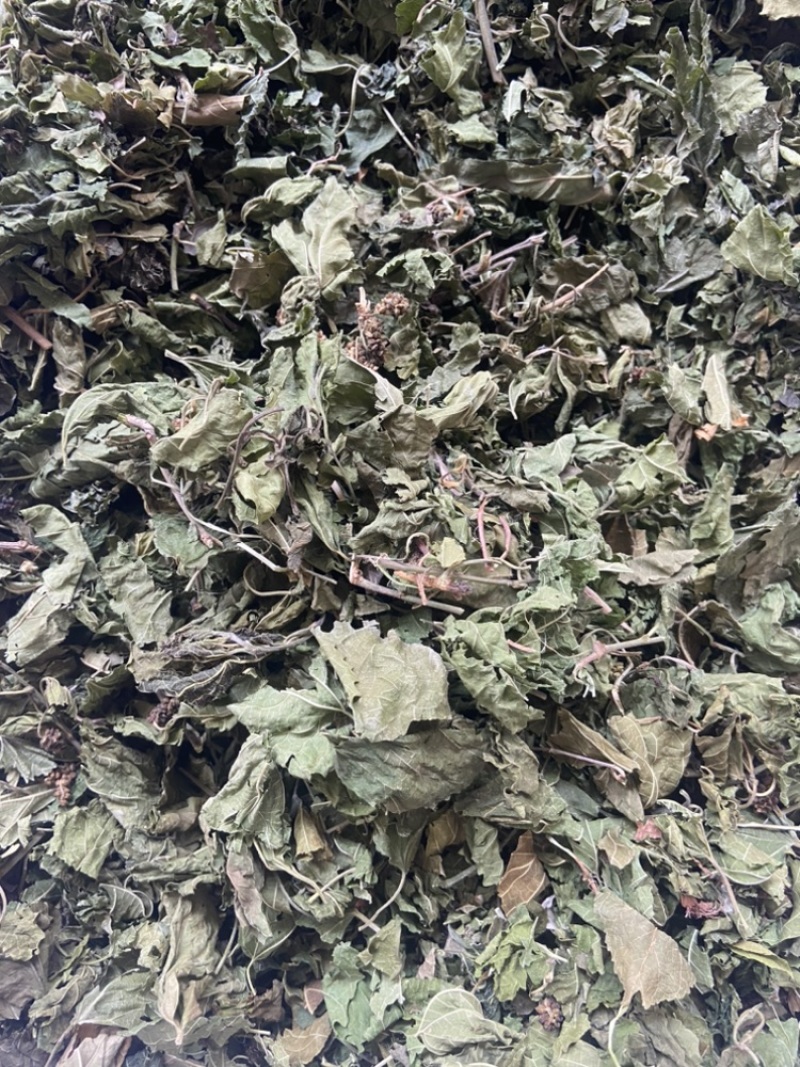 桑叶