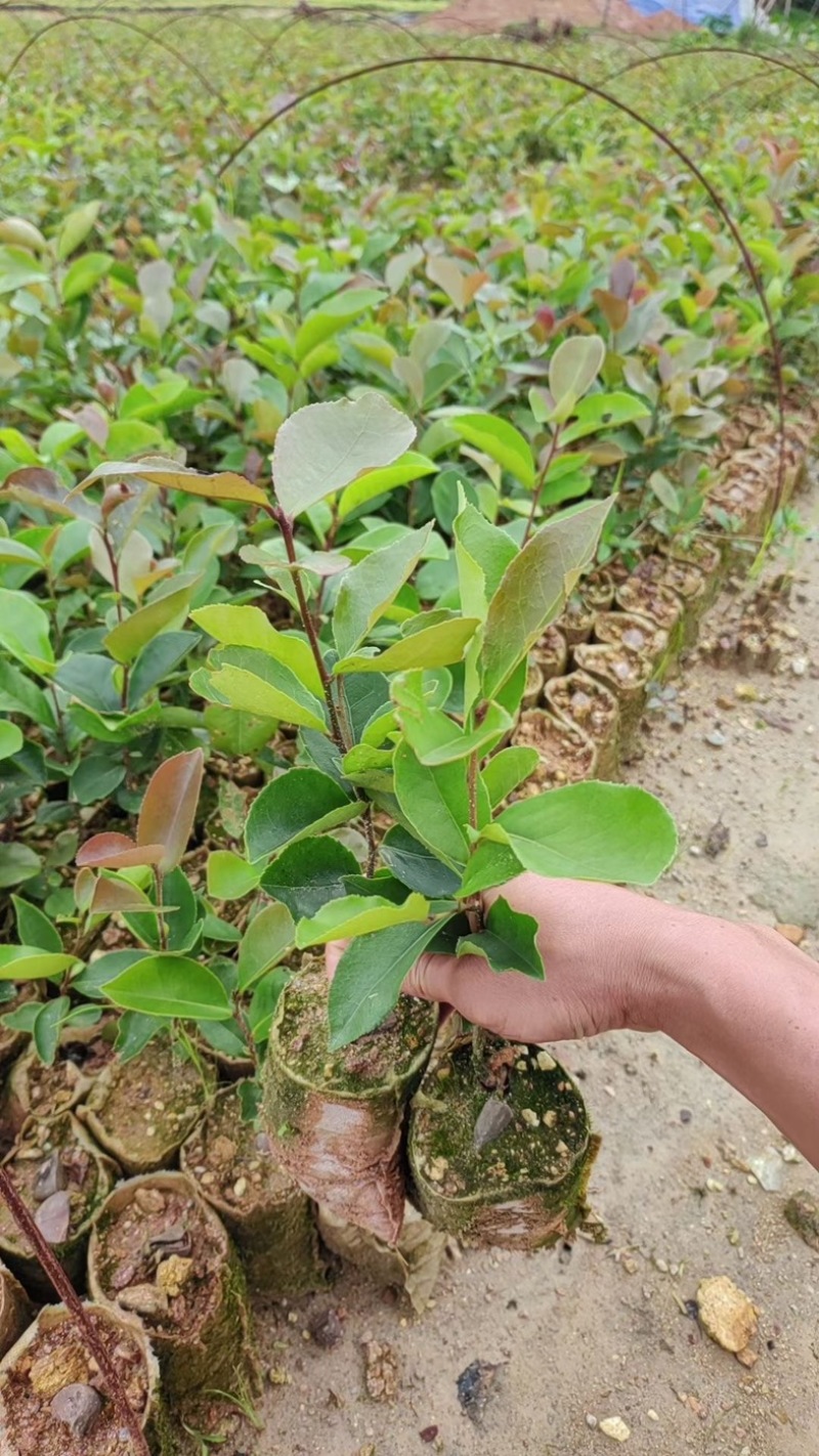油茶苗基地直销规格齐全质量优质欢迎老板来电咨询合作