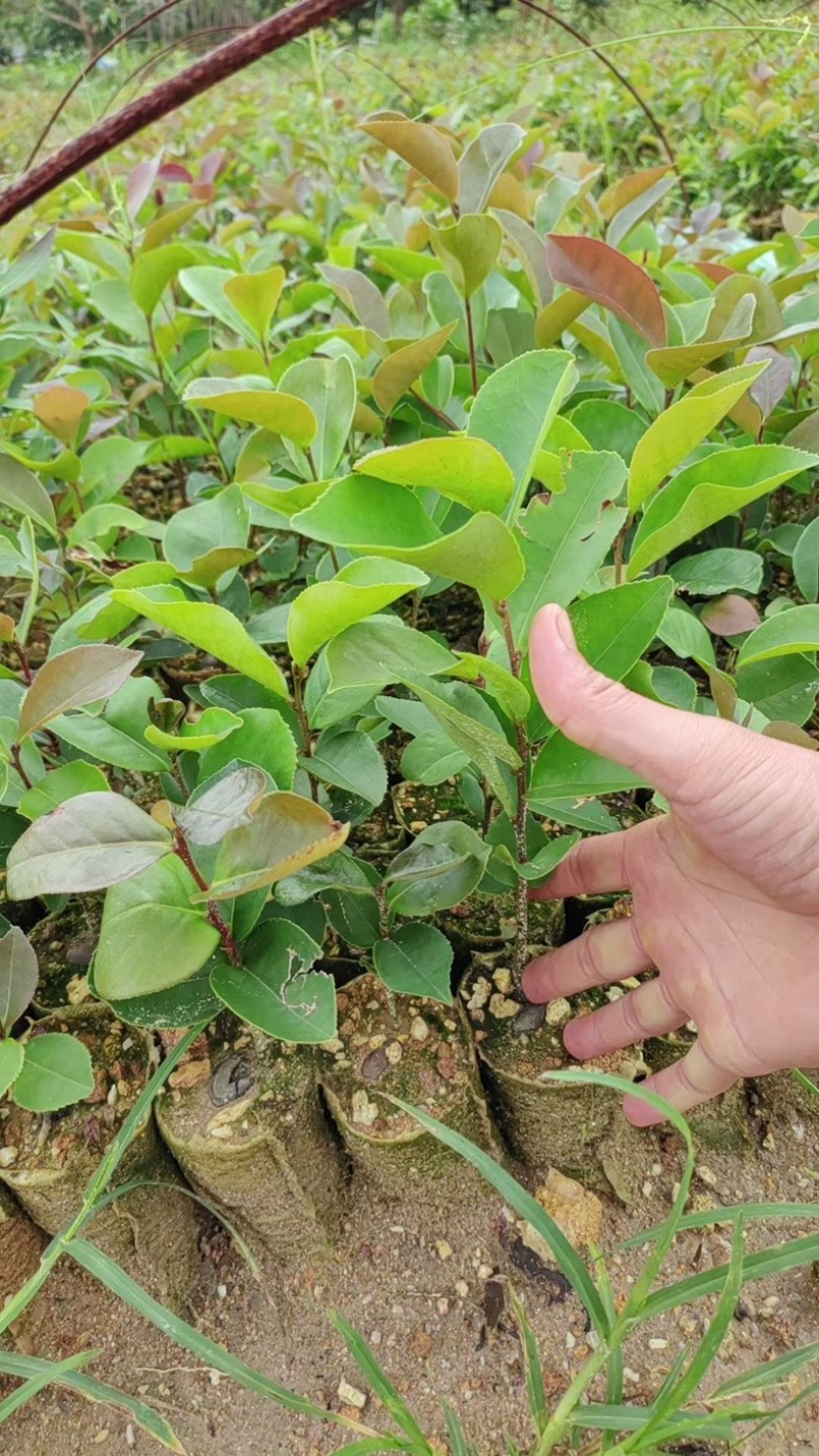 油茶苗基地直销规格齐全质量优质欢迎老板来电咨询合作