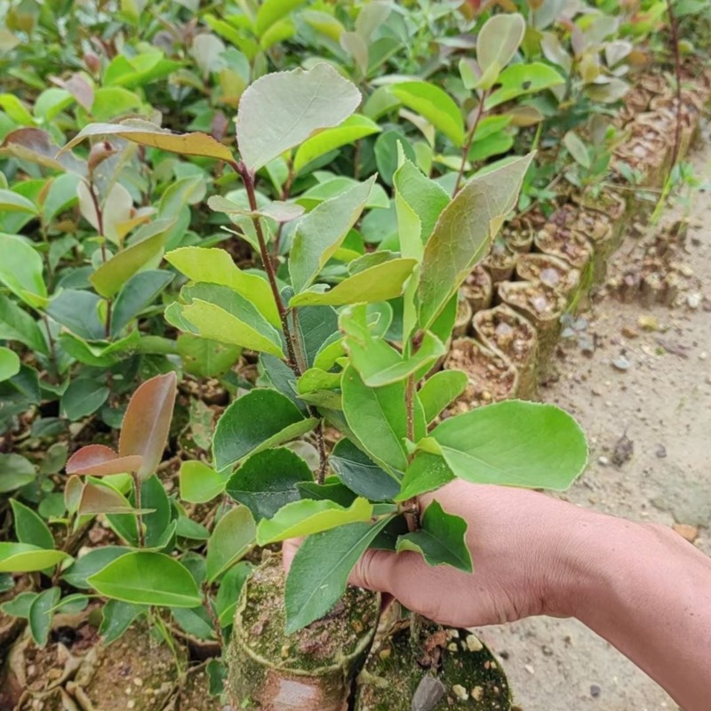 油茶苗基地直销规格齐全质量优质欢迎老板来电咨询合作