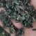 无沙梅干菜超低盐