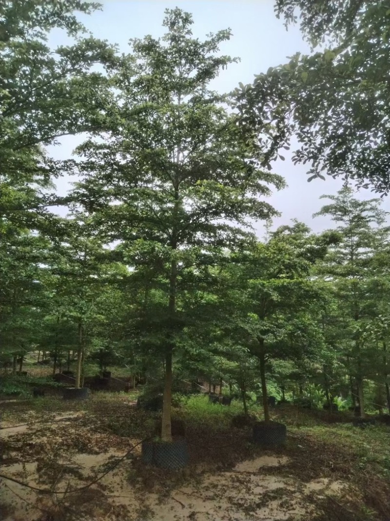 小叶榄仁树10～12公分基地直销规格齐全欢迎老板来电