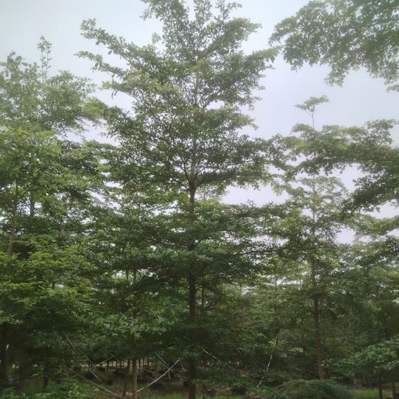 小叶榄仁树10～12公分基地直销规格齐全欢迎老板来电