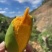 椰香芒鸡蛋芒独特椰奶香薄核高山芒果小巧可爱