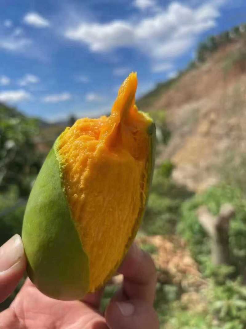 椰香芒鸡蛋芒独特椰奶香薄核高山芒果小巧可爱