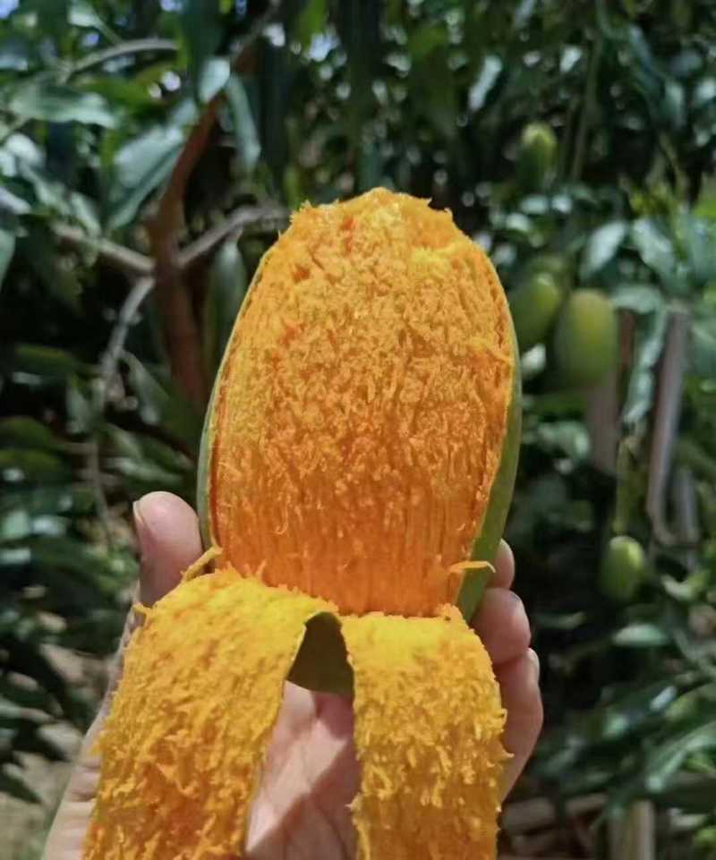 椰香芒鸡蛋芒独特椰奶香薄核高山芒果小巧可爱