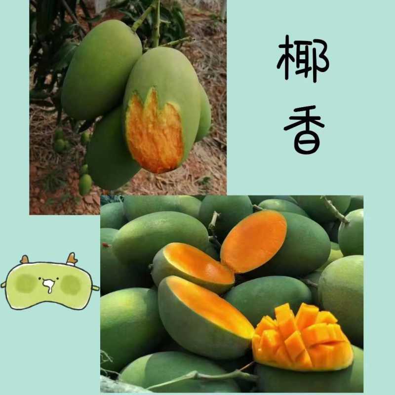 椰香芒鸡蛋芒独特椰奶香薄核高山芒果小巧可爱