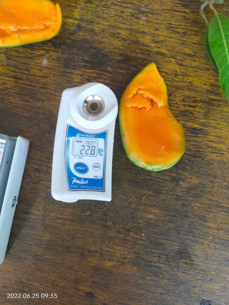 椰香芒鸡蛋芒独特椰奶香薄核高山芒果小巧可爱