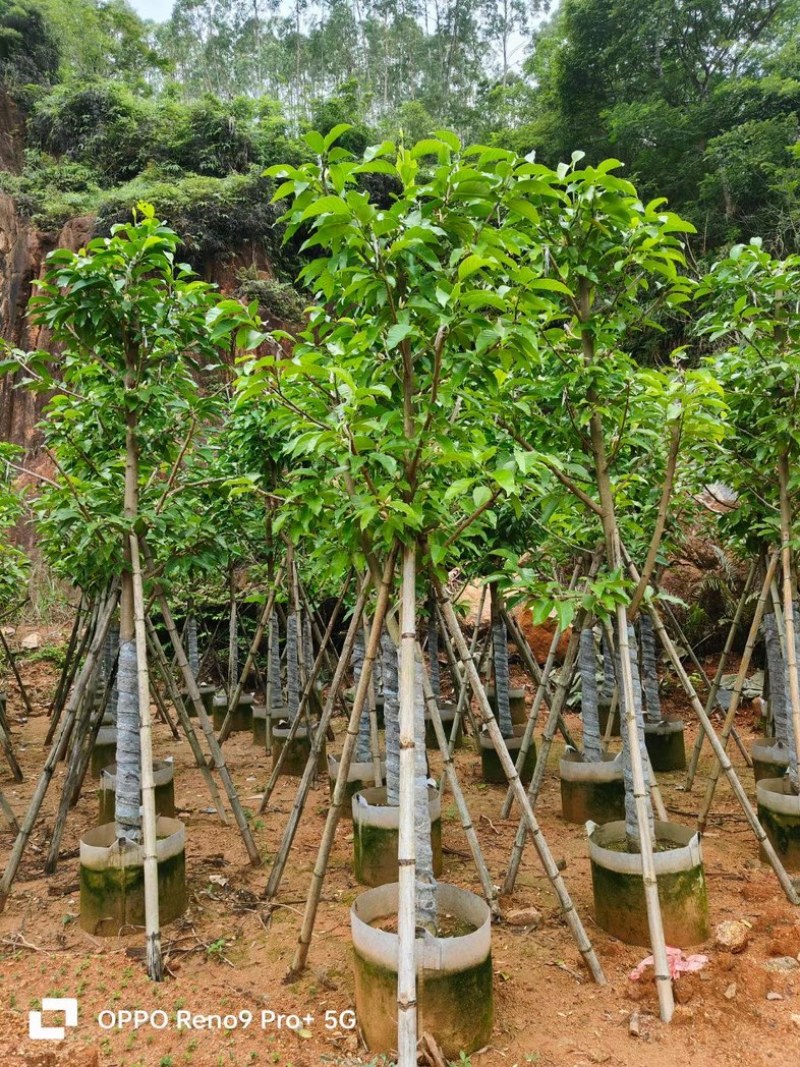白玉兰8～10公分基地直销规格齐全欢迎老板来电咨询