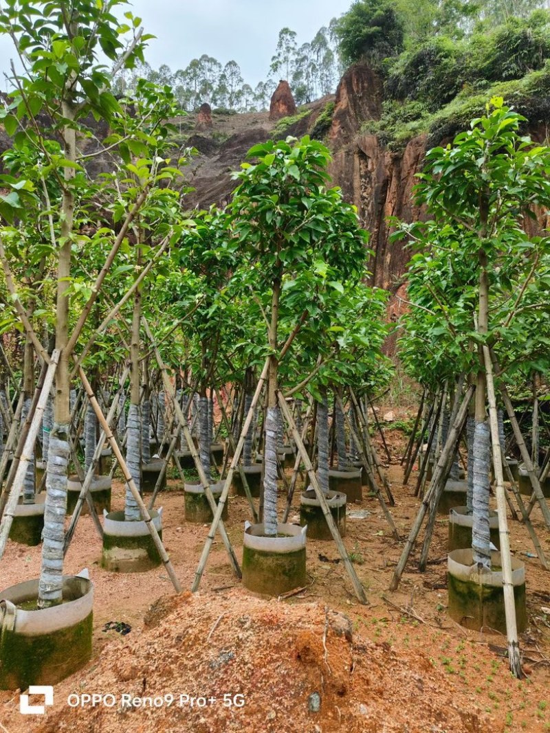 白玉兰8～10公分基地直销规格齐全欢迎老板来电咨询